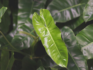 Naklejka na ściany i meble bright green leaves off Philodendron burle marx.