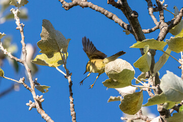 Wood Warbler perched on a tree branch