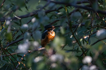 Common Kingfisher perched on a tree branch