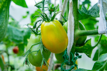 A ripe tomato on a branch in a greenhouse. Fresh agro vegetable in the garden close-up