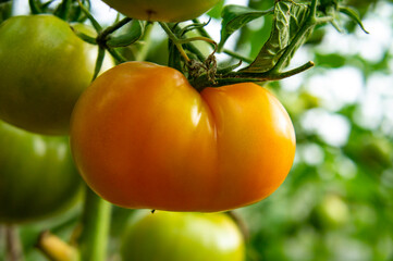 A ripe tomato on a branch in a greenhouse. Fresh agro vegetable in the garden close-up