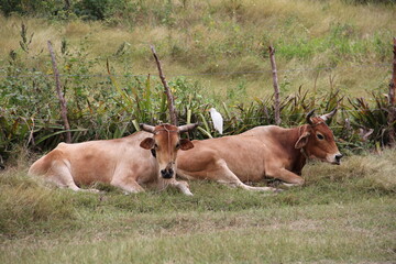 Travel to Havana, Cuba 2011