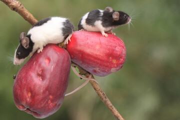 A pair of adult mice are eating a pink Malay apple ripe on a tree. This rodent mammal has the...