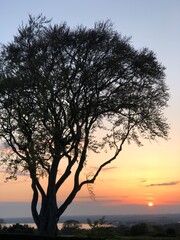 Fototapeta na wymiar Stunning landscape with a beautiful tree at colorful sunset, Howth, county Dublin, Ireland. Silhouette of large branchy tree with a lake, colorful dask. Best Irish landscape photos for nature lovers