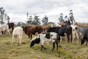 Fototapeta na wymiar cattle of different breeds in the pasture