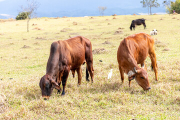 brown nelore cattle in the pasture