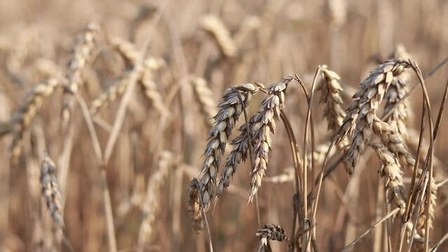Wheat, close up. Spikelets of a cereal plant. Wheat business. Grain agriculture