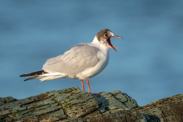 Black-Headed Gull Yawning by the Sea, Greystones, County Wicklow