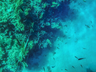 Fototapeta na wymiar Fish swim among the coral reefs in the Red Sea at a depth. Natural turquoise green background with copy space