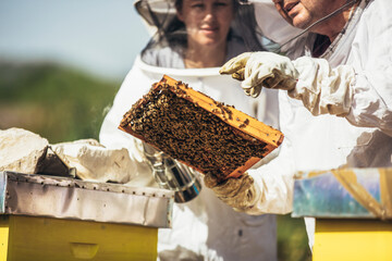 Beekeepers working collect honey. Apiculture. Beekeepers are working with bees and beehives on the apiary.