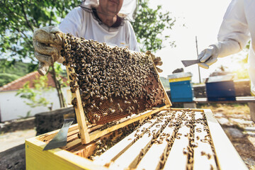 Beekeepers working to collect honey. Organic beekeeping concept.