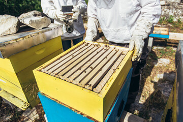 Beekeepers working collect honey. Apiculture. Beekeepers are working with bees and beehives on the...