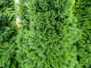 Freshly cut grass and decorative trimmed hedge in a well kept lawn. Beech hedge after a hedge trimming. Long green hedge
