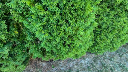 Freshly cut grass and decorative trimmed hedge in a well kept lawn. Beech hedge after a hedge...