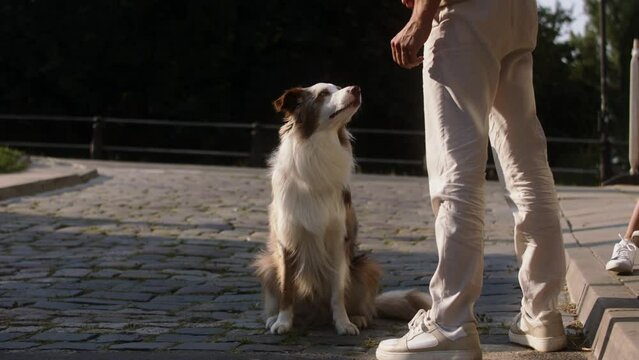 A border collie dog is doing a trick