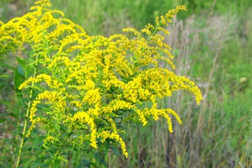 Solidago, commonly called goldenrods, are herbaceous perennial species found in open areas such as meadows, prairies, and savannas. 