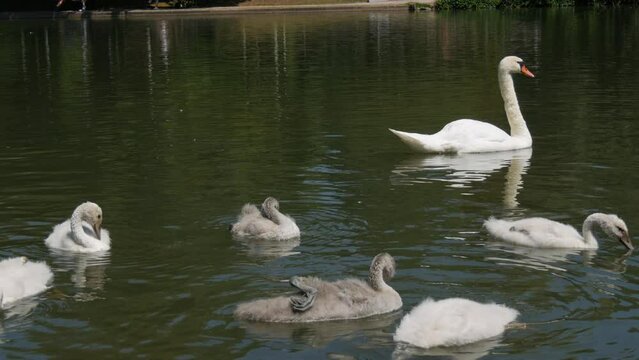 Swan family on the lake. Adult swans and their children swim on the lake in the park