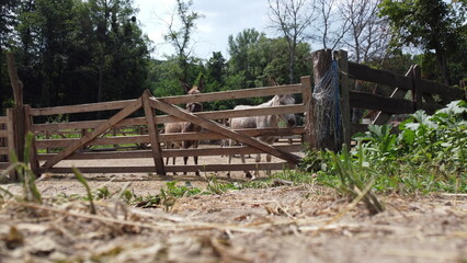 Fototapeta na wymiar Two donkeys stand behind corral fence at donkey farm. Two muzzles of donkey close-up. Domestic rural animals in village. Livestock, stock raising, animal breeding, corral, ungulates, animal husbandry