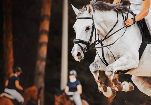 A Beautiful White Horse With A Rider In The Saddle Jumps High Against The Background Of Rivals. Show Jumping Competitions. Equestrian Sports And Horse Riding.