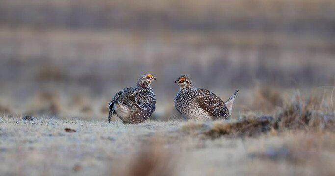 Two Sharptail Grouse on lek sizing each other up, Saskatchewan, Canada