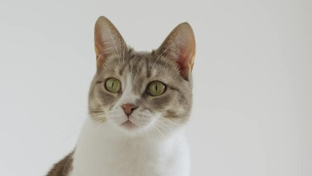 White striped american shorthaired cat looking around on a white background