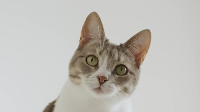 Curious domestic cat portrait on white background
