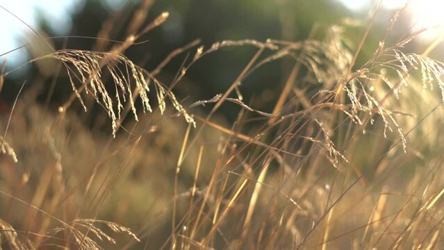 Slow motion, close up to yellow wild grass, concept of autumn, late summer