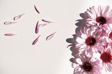 Purple chrysanthemum flowers with petals on the white background, flat lay, top view