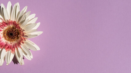 White gerbera on the purple background, flat lay, top view