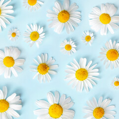 Daisy pattern. Flat lay chamomile flowers on blue background. Top view