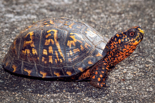 Turtle in South Carolina