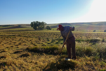 a farmer mowing lentils with a scythe in the field, lentil harvest,