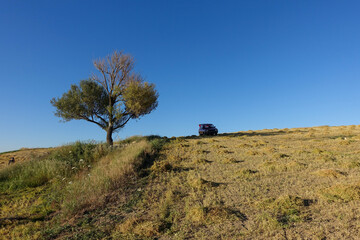 lentil fields, lentil fields to be harvested, lentil farming in continental climate,