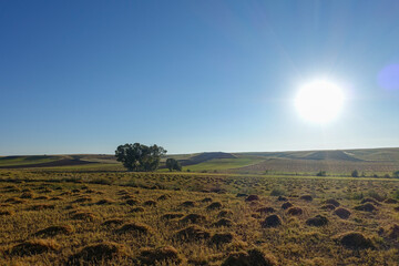 lentil fields, lentil fields to be harvested, lentil farming in continental climate,