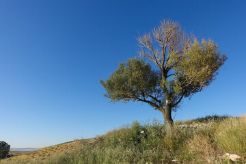 willow tree in continental climate, blue sky and willow tree,