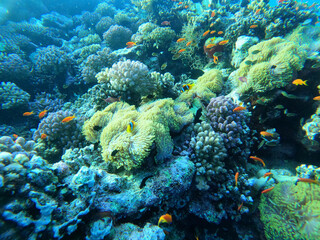 Naklejka na ściany i meble Colony of colorful corals and small exotic fishes at the bottom of the Red sea in Egypt, travel concept