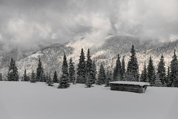 wonderful winter snowy forest of fir trees in the mountains and hut in snowy meadow