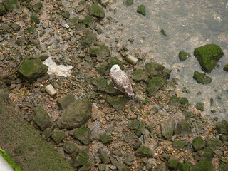 Gabiotas nadando en el rio de Asturias
