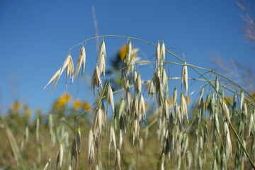 Obraz premium oat plant, dried oat plant close-up, oats from cereal varieties,