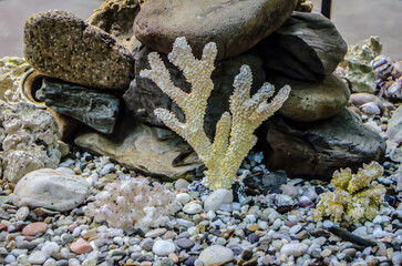 Sea pebbles, shells, corals, sand, aquarium, decor element,