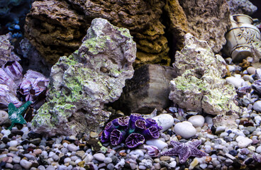 Sea pebbles, shells, corals, sand, aquarium, decor element,