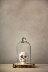 Minimalist monochrome still life composition with miniature skull in glass dome in beige color