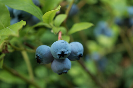 blueberries on the bush