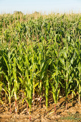 Fototapeta premium Detail of Cultivation of corn and sky