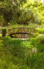 Wooden bridges in urban park surrounded by vegetation