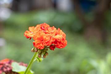 A bright red geranium flower with green burgeons and leaves is in the summer garden