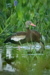 Black Belly Whistling duck