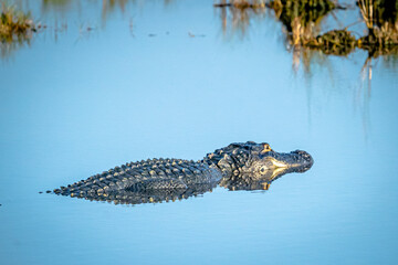 Florida Gator in the water