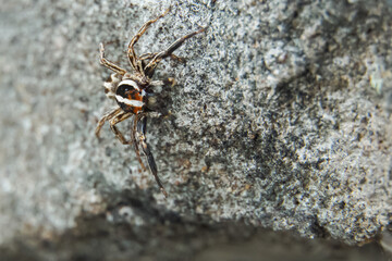 This is a macro photo of a spider.  spider macro photo, jumping spider photo, close-up photo of spider.
