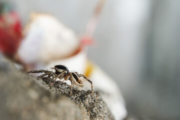 This is a macro photo of a spider.  spider macro photo, jumping spider photo, close-up photo of spider.